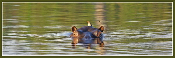 Green hippopotamus