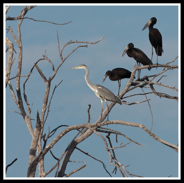 Heron and storks