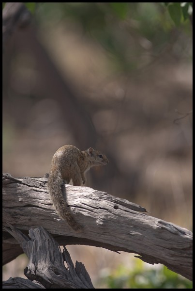 Tree squirrel