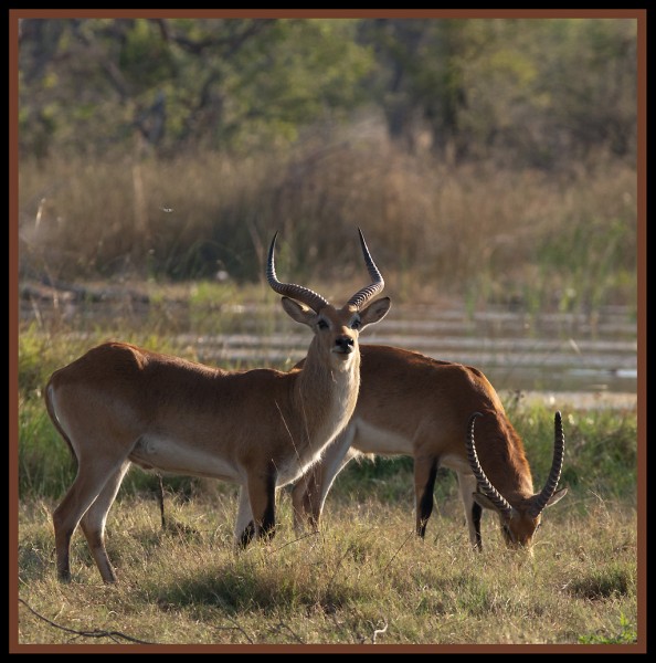 Red Lechwe