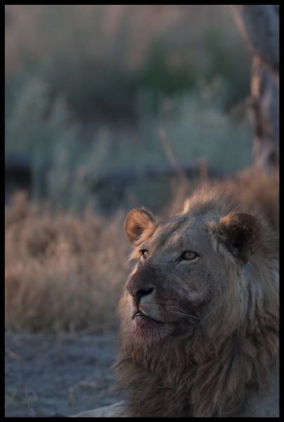 Lions of Botswana