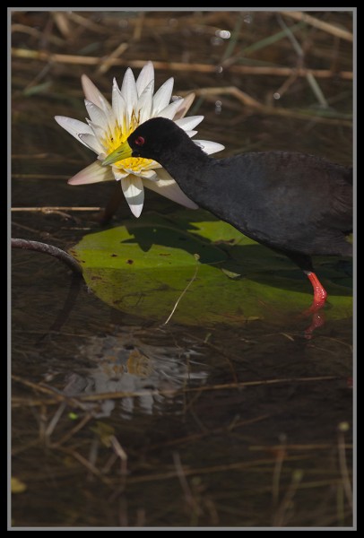 Black Crake