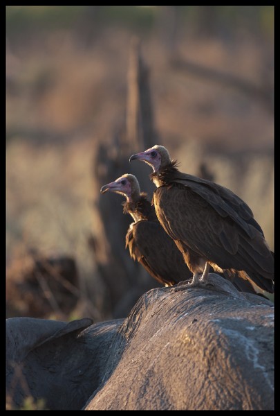Vultures in Botswana
