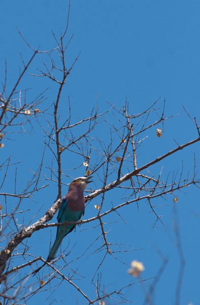 Lilac-breasted Roller