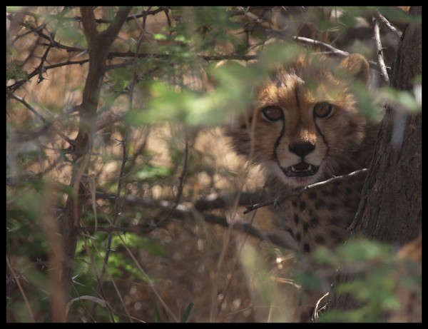 Baby cheetah