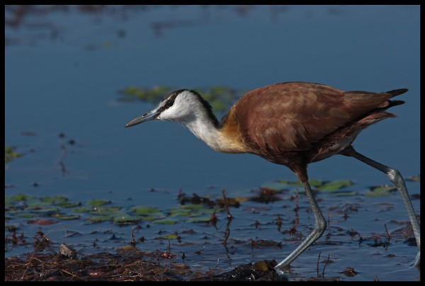 African Jacana