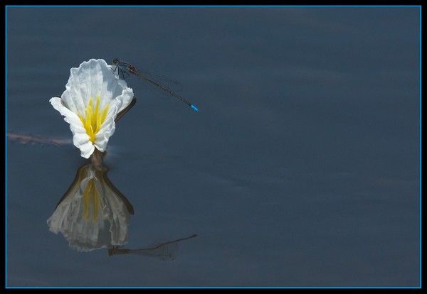 Dragonflies – in Botswana