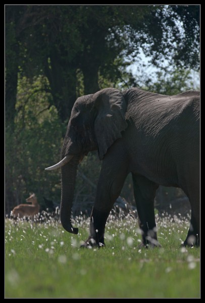 An elephant in white flowers