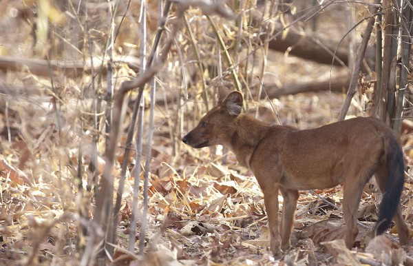 India - wild dog