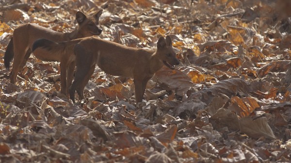 Maybe not a wild tiger: Wild dogs