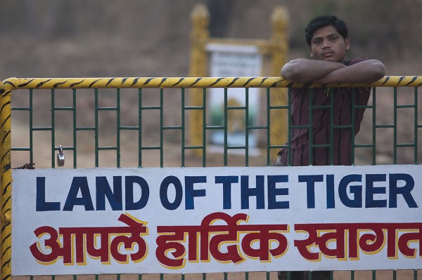 Tigers in India