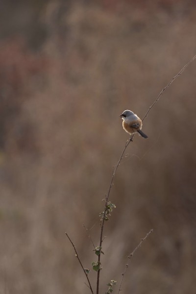 Long-tailed Shrike, juvenile