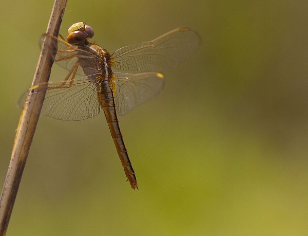 Indian Dragonfly