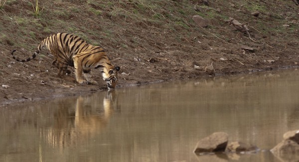 Tiger at the water hole