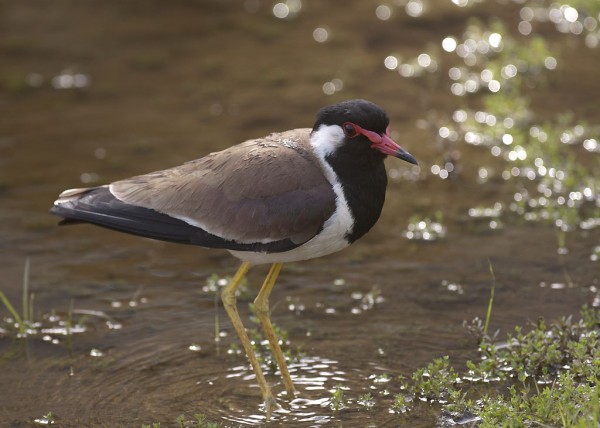 Red-wattled Lapwing