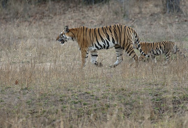 Young tigers