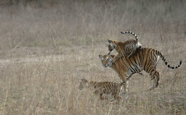 Young tigers