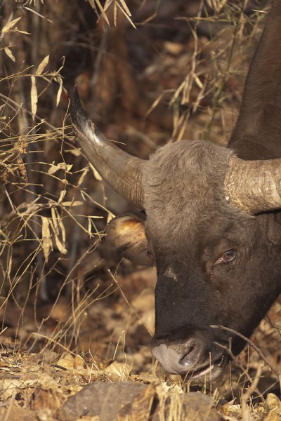 Indian bison – Gaur