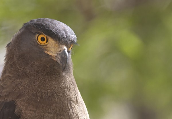 Serpent eagle