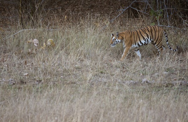 Tigress in the morning