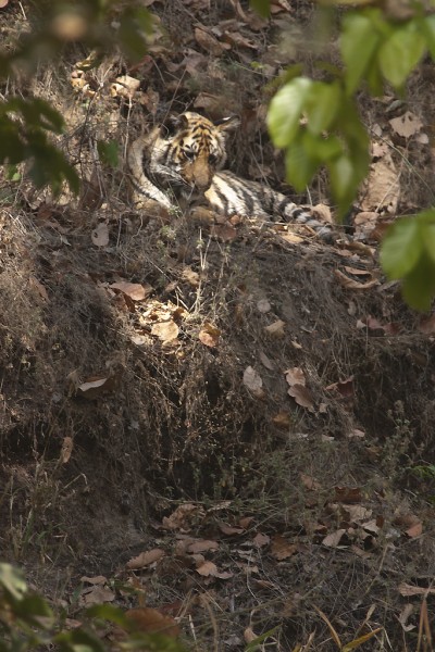 Young tiger in the trees