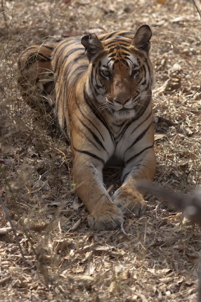 Female tiger
