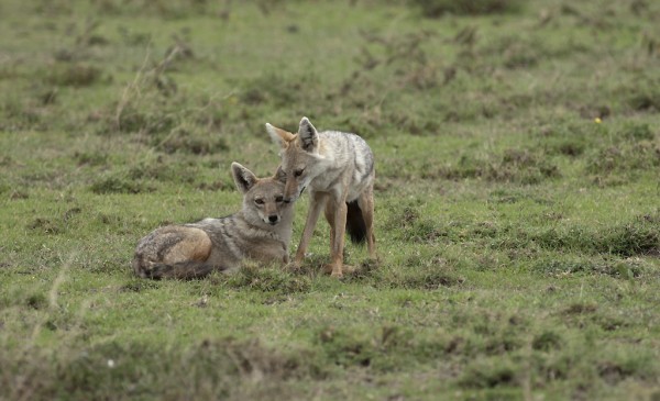 Golden jackal