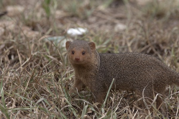 Ruddy mongoose