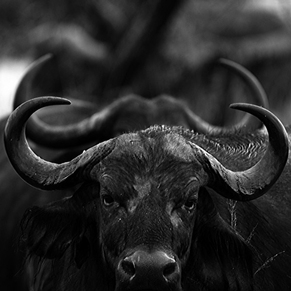 Buffalos, black & white