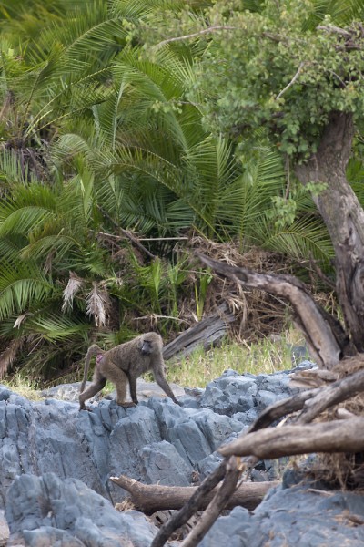 Baboons, wandering