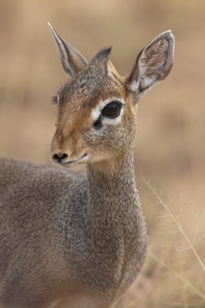 Dik dik