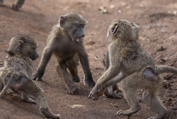 Young baboons playing