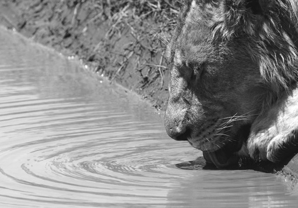 Female lion, drinking