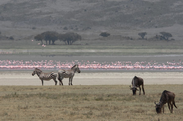 Zebras