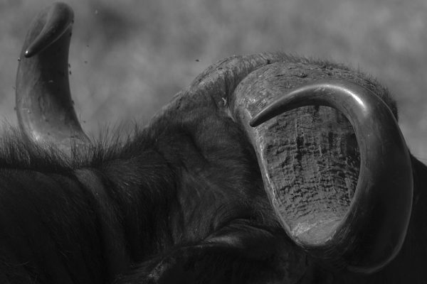 Tanzania - Buffalo