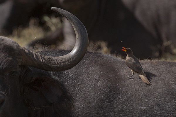 Tanzania - Buffalo