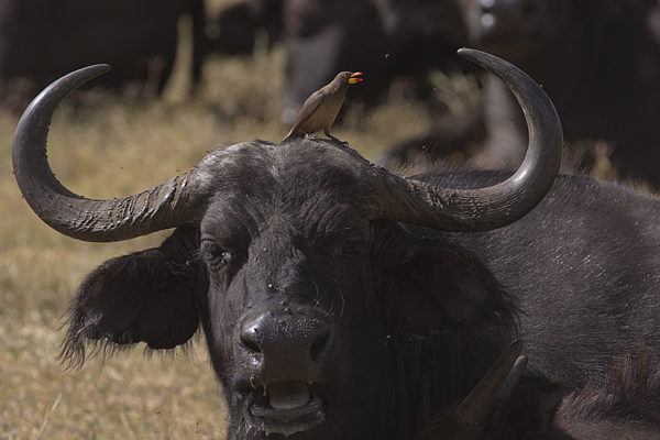 Tanzanie - Buffle