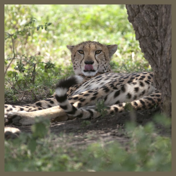 Tongues of a cheetah