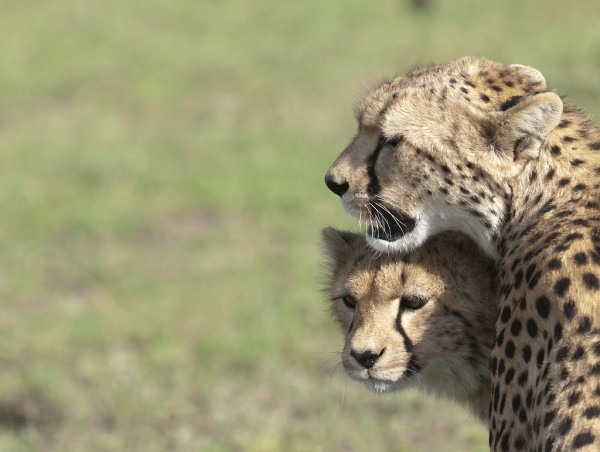 Cheetahs