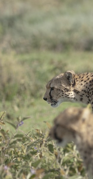 Guépards - Cheetahs