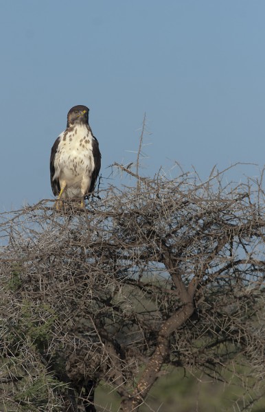 Augur Buzzard