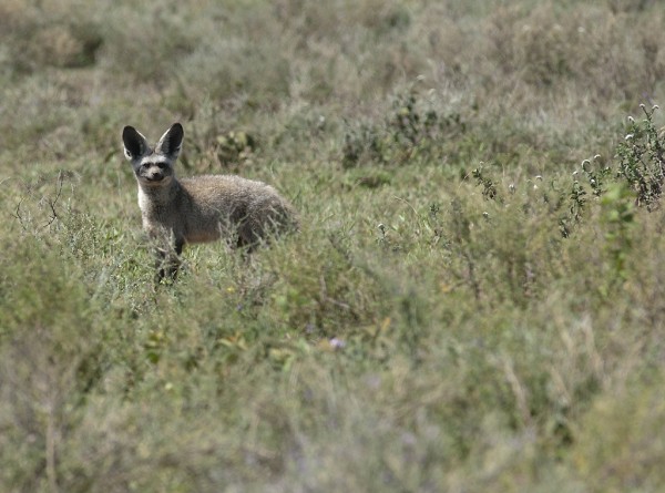 Bat-eared fox