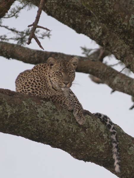 Leopard, in a tree