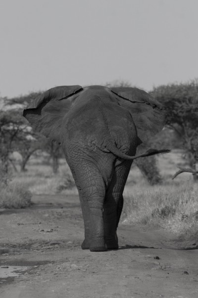 An elephant is going away