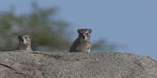 Rock hyrax