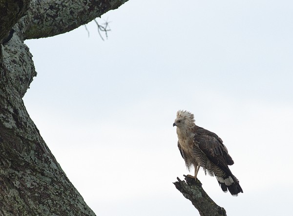 African Harrier Hawk (Gymnogene)