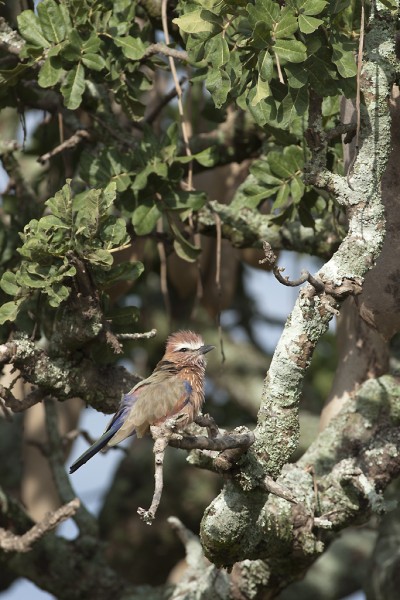 Purple Roller