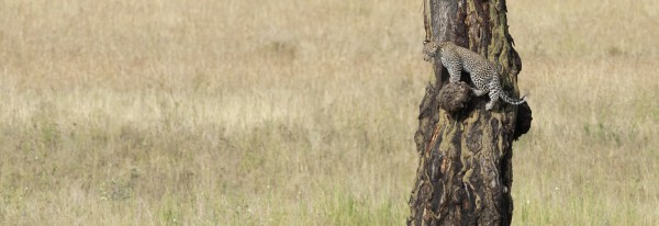 Baby leopard