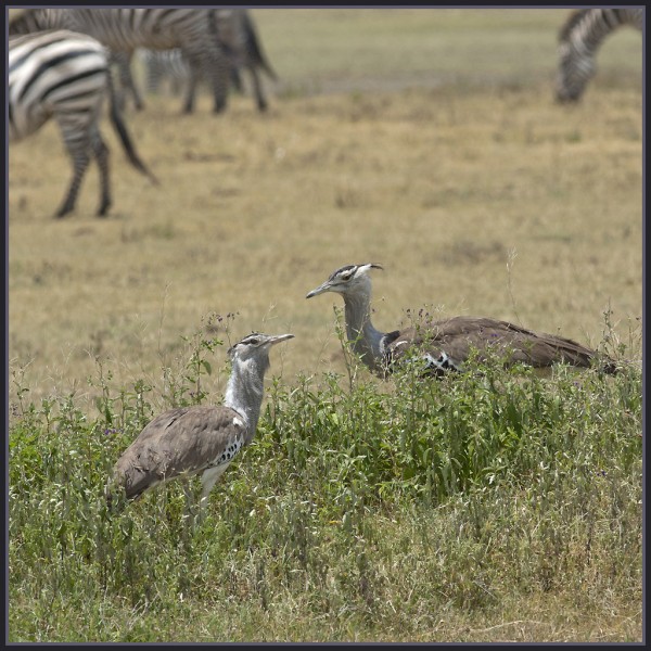 Kori Bustard