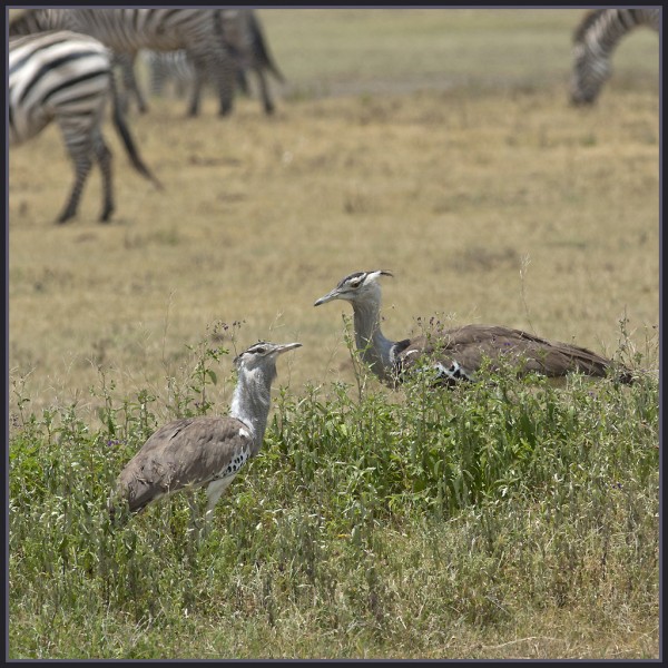 Kori Bustard